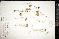 Ranunculus cymbalaria var. cymbalaria image