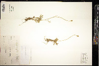 Ranunculus paludosus image