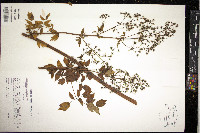 Thalictrum pubescens image