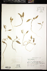 Claytonia caroliniana image