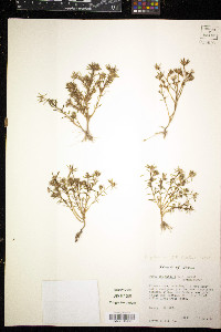 Portulaca pilosa image