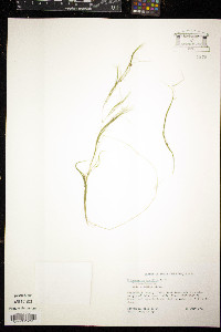 Potamogeton pusillus subsp. tenuissimus image