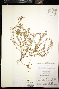 Lysimachia arvensis image