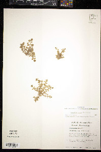 Lysimachia minima image