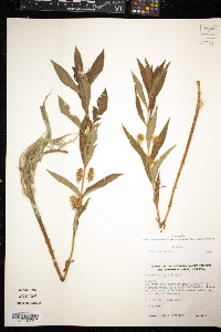 Lysimachia thyrsiflora image