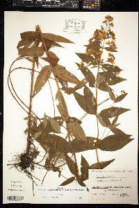 Lysimachia vulgaris image