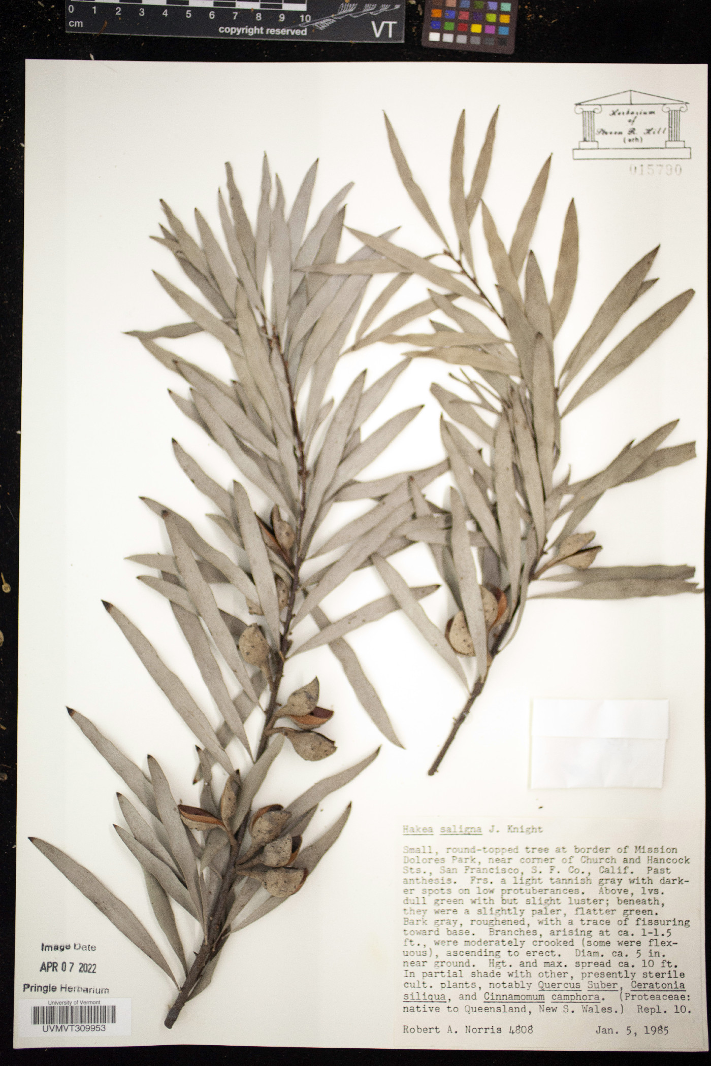 Hakea salicifolia subsp. salicifolia image