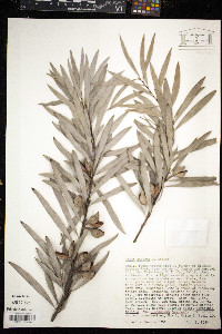 Hakea salicifolia image