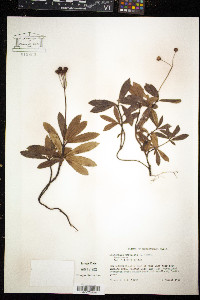 Chimaphila umbellata image