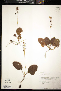 Pyrola elliptica image