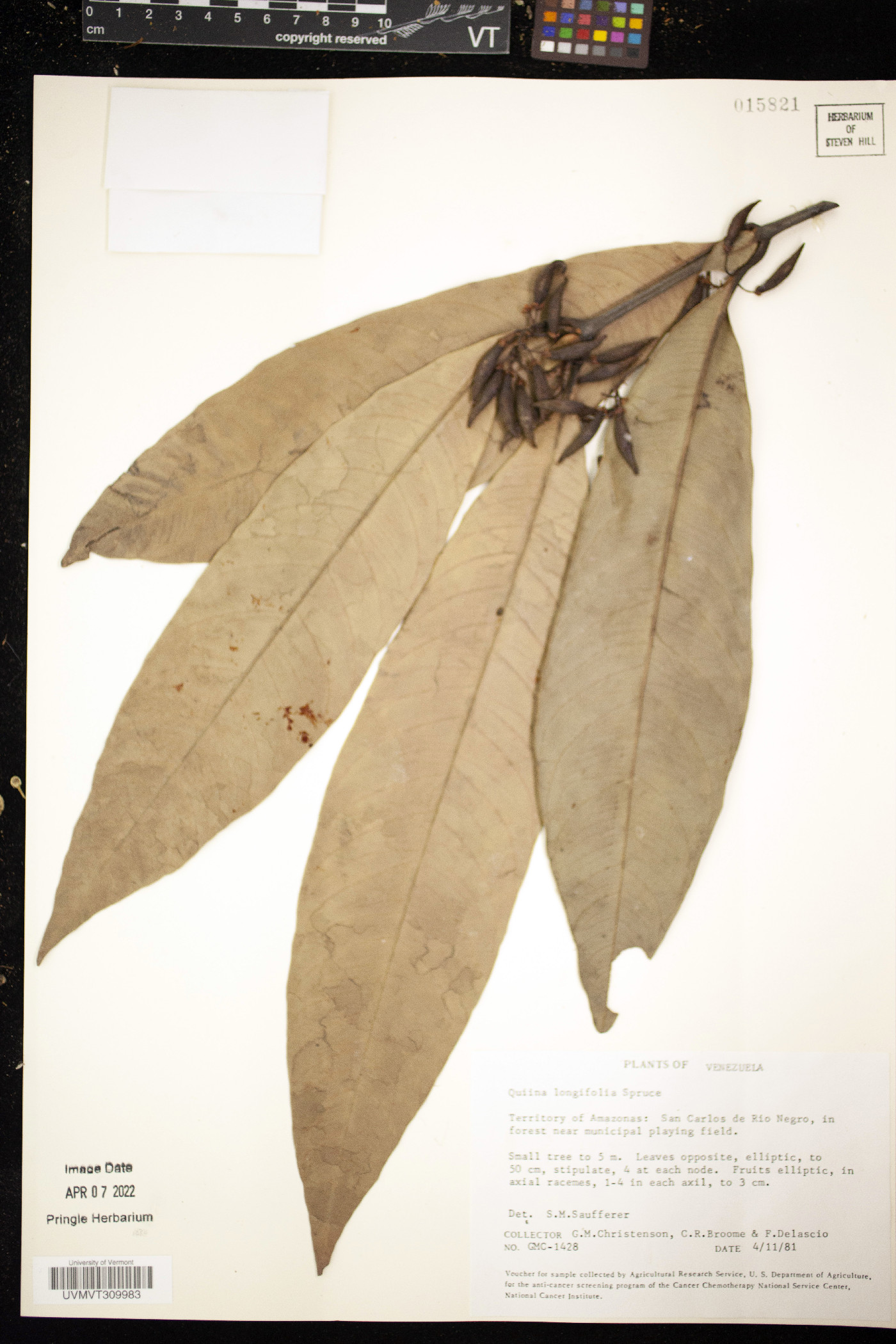 Quiina longifolia image