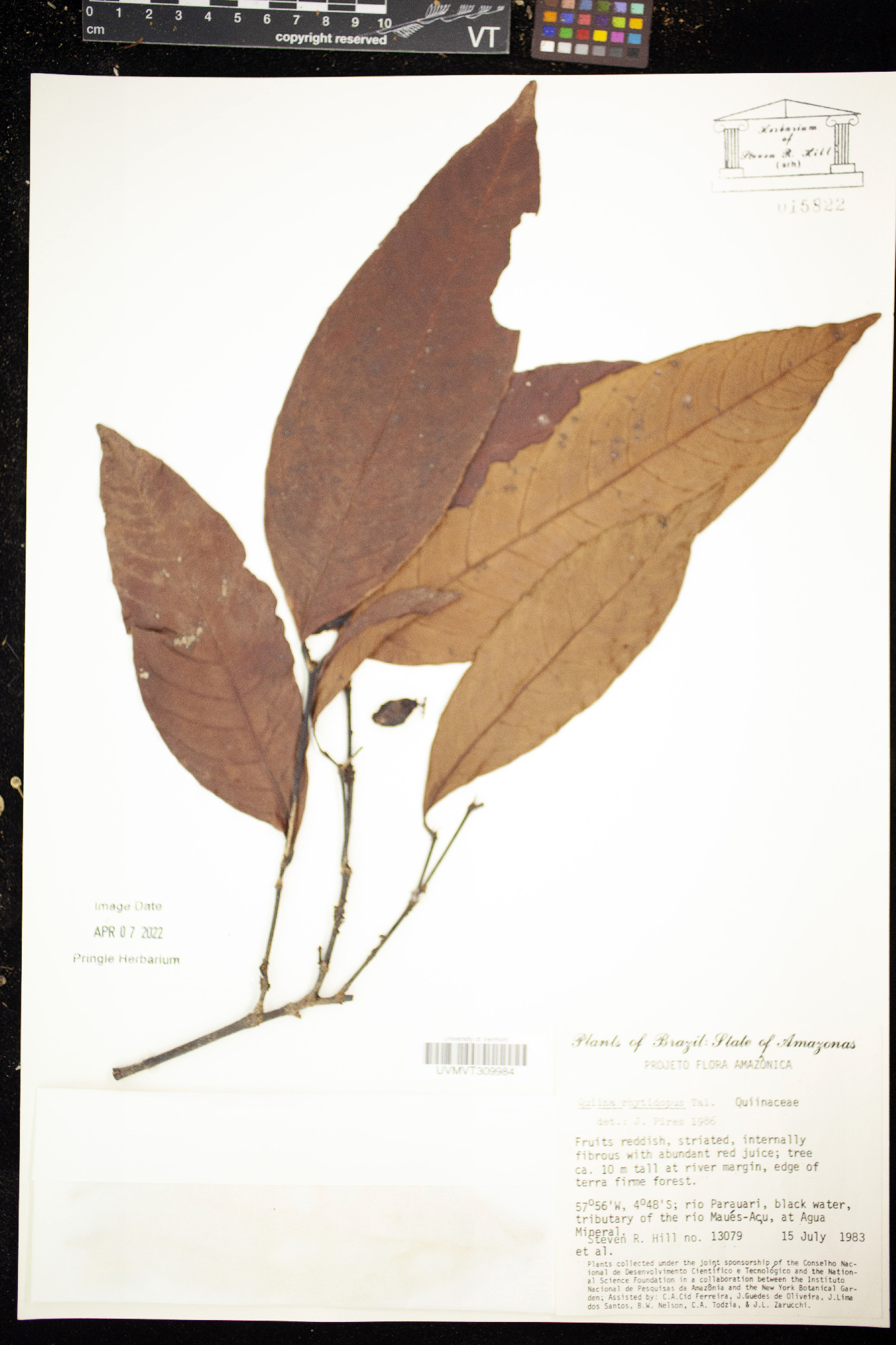 Quiina rhytidopus image
