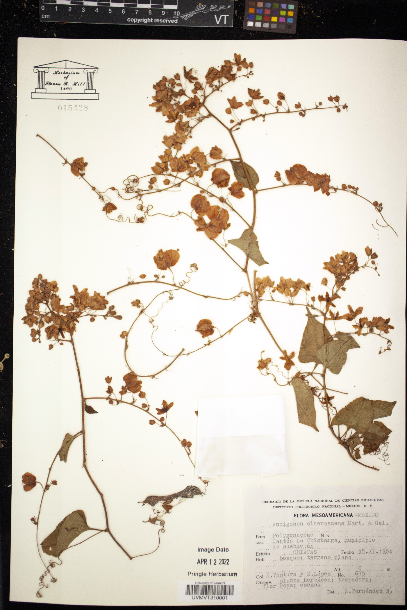 Antigonon cinerascens image