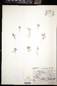 Chorizanthe cuspidata image