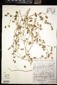 Chorizanthe cuspidata image