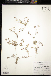 Chorizanthe pungens image