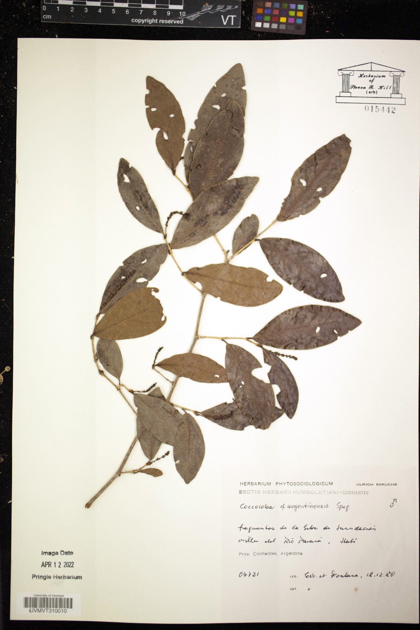 Coccoloba argentinensis image