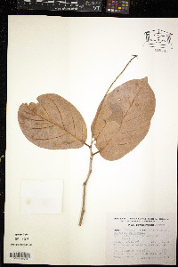 Coccoloba barbadensis image