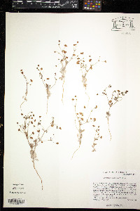 Eriogonum viridescens image