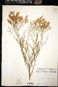 Polygonella americana image