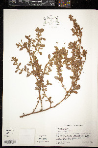 Polygonum erectum image