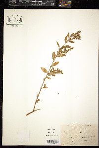 Polygonum erectum image