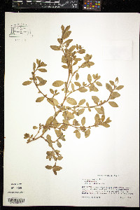 Polygonum fowleri image