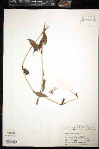 Polygonum muricatum image
