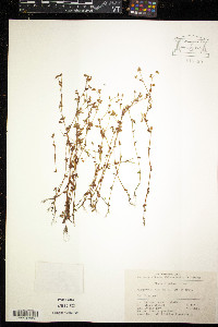 Polygonum pilosum image