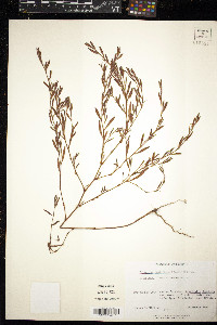 Polygonum ramosissimum image