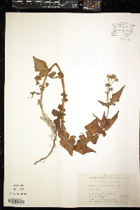 Polygonum runcinatum image