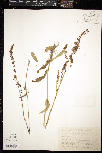 Rumex acetosa image