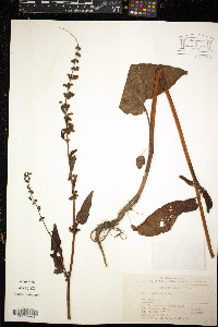 Rumex nepalensis image