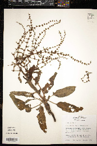 Rumex pulcher image