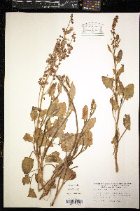 Rumex tingitanus image