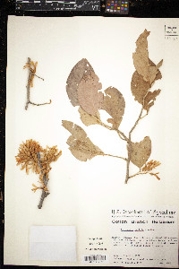 Ruprechtia pallida image