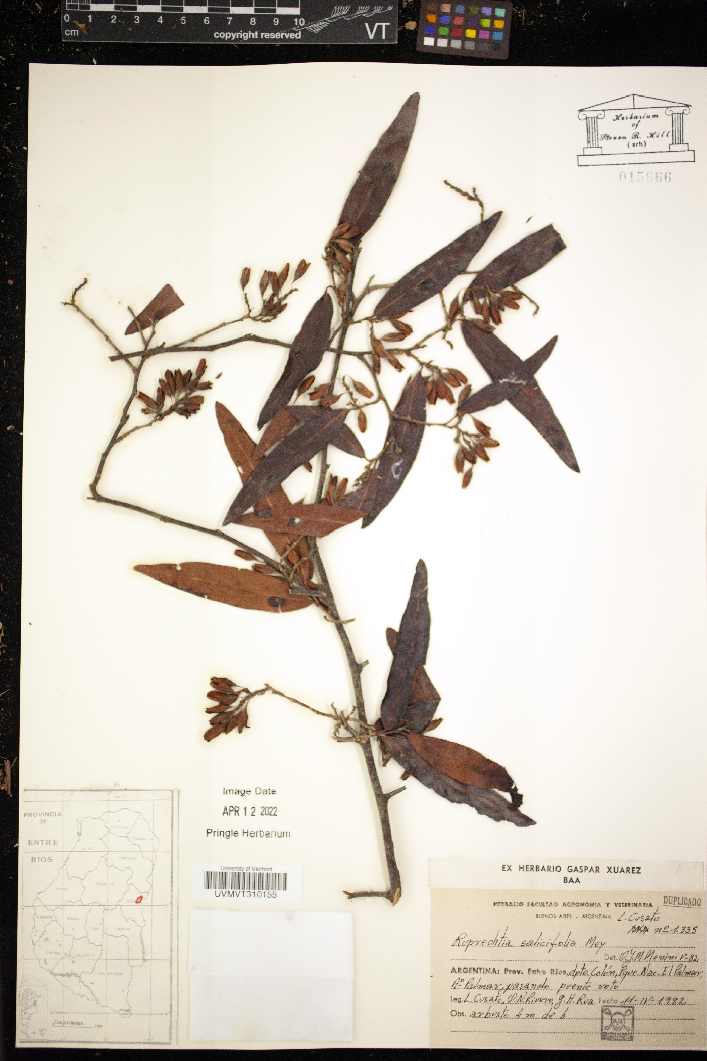 Ruprechtia salicifolia image