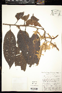 Triplaris weigeltiana image