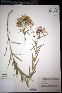 Phlox glaberrima image