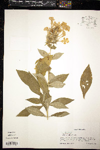 Phlox paniculata image