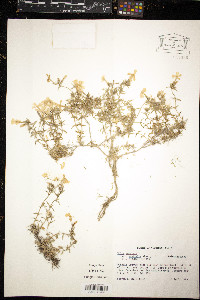 Phlox subulata var. australis image