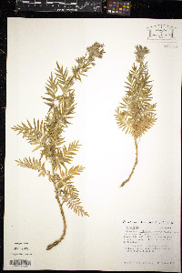 Polemonium foliosissimum image