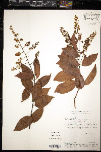Bredemeyera myrtifolia image