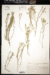 Polygala compacta image