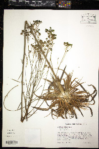 Polygala cymosa image