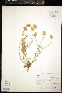 Polygala lutea image