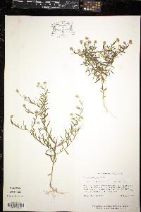 Polygala mariana image