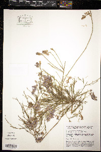 Polygala microphylla image