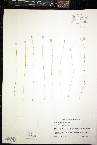 Polygala nuttallii image