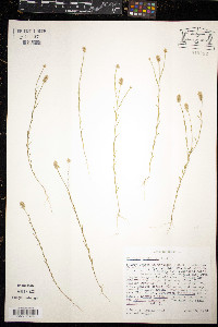 Polygala nuttallii image